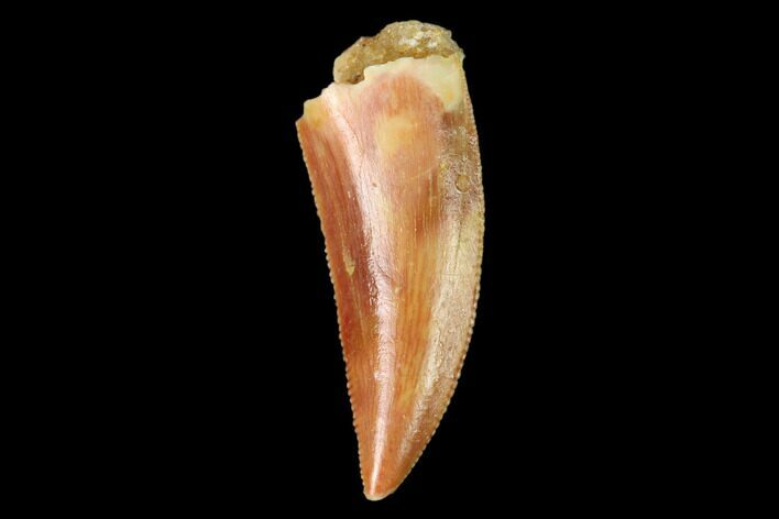 Serrated, Raptor Tooth - Real Dinosaur Tooth #159011